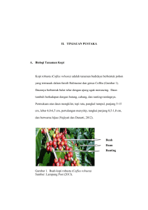 II. TINJAUAN PUSTAKA A. Biologi Tanaman Kopi Kopi robusta