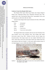 4 TINJAUAN PUSTAKA Gambaran Umum Ikan Bunglon Batik