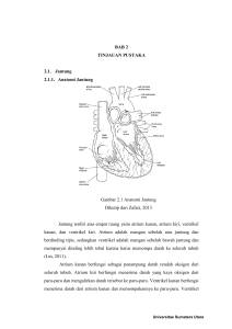 BAB 2 TINJAUAN PUSTAKA 2.1. Jantung 2.1.1. Anatomi Jantung