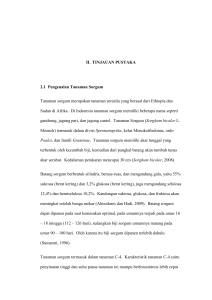 7 II. TINJAUAN PUSTAKA 2.1 Pengenalan Tanaman Sorgum