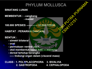 phylum mollusca phylum mollusca