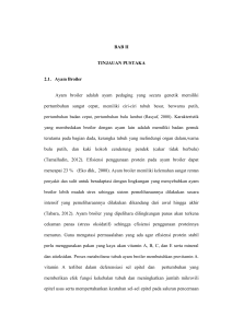 3 BAB II TINJAUAN PUSTAKA 2.1. Ayam Broiler