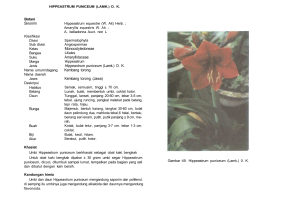 Sinonirn Bunga Monocotyledoneae Amaryllidaceae Hippeastrum