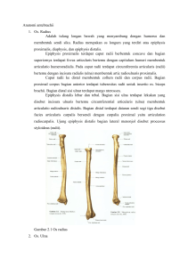 Anatomi antebrachii 1. Os. Radius Adalah tulang lengan