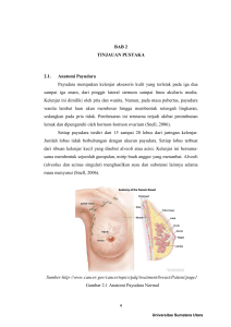 BAB 2 TINJAUAN PUSTAKA 2.1. Anatomi Payudara Payudara