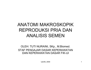 anatomi makroskopik reproduksi pria dan analisis