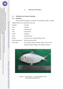 Kajian biologi reproduksi ikan selanget (Anodontostoma selangkat