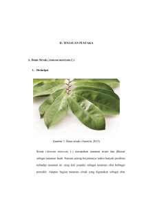 II. TINJAUAN PUSTAKA A. Daun Sirsak (Annona muricata L.) 1