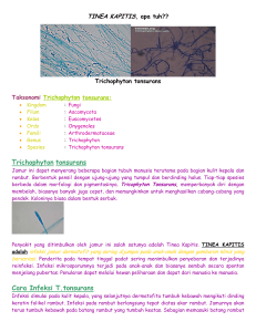 Trichophyton tonsurans Cara Infeksi T.tonsurans