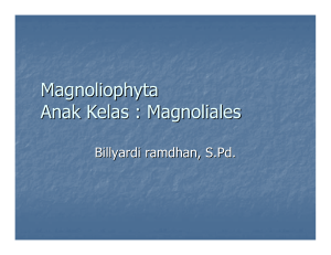 Magnoliophyta Anak Kelas : Magnoliales