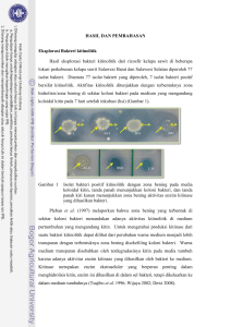 19 HASIL DAN PEMBAHASAN Eksplorasi Bakteri