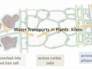 Water Trsnport in Plants
