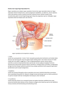 Struktur dan Fungsi Organ Reproduksi Pria