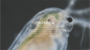 Daphnia