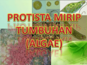 PPT PROTISTA MIRIP TUMBUHAN