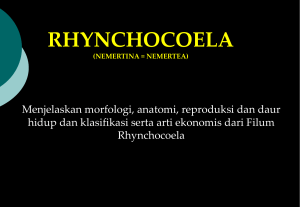 (2) Rhyncocoela