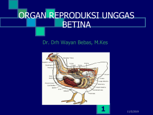 anatoi dan fisiologi reproduksi unggas betina 1551147753