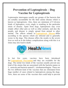 Prevention of Leptospirosis – Dog Vaccine for Leptospirosis