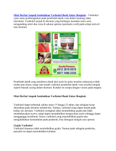 Obat Herbal Ampuh Sembuhkan Varikokel Buah Zakar Bengkak