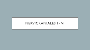 (Revisi) NerviCraniales I - VI KEL.7