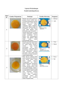 Laporan Perkembangan Embrio Telur Ayam