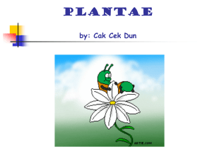 7. PLANTAE