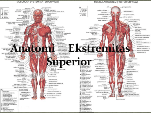 Anatomi Ekstremitas Superior 
