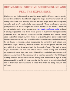 Buy Magic Mushrooms Spores Online And Feel The Experience