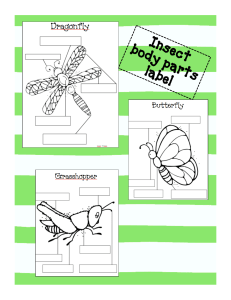 91693956-Insects-Label