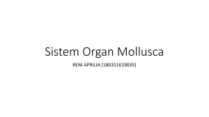 [BIODIV] Sistem Organ Mollusca
