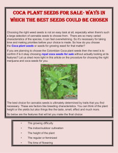Coca plant seeds for sale- Ways in which the best seeds could be chosen