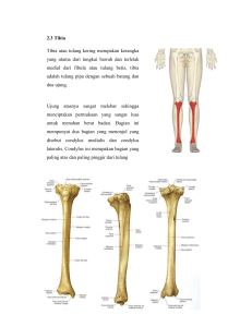 242947727-Anatomi-Tibia-Fibula