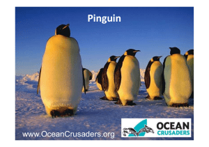 11th Lesson Penguins Bahasa