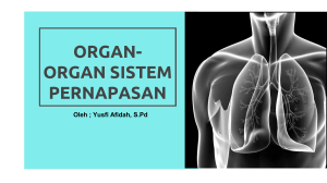 organ-organ sistem pernapasan
