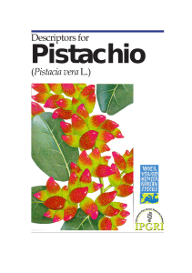 Descriptors for pistachio  Pistacia vera L.  386 03