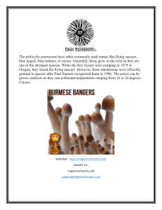 Buy Shrooms Online  Magicmushrooms.com