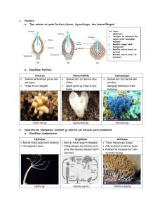 Invertebrata (Porifera-Platyhelminthes)