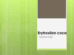 Erytroxilum coca