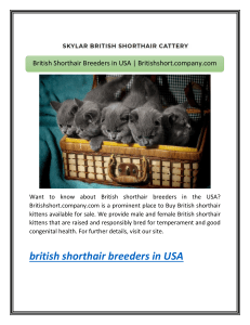 British Shorthair Breeders in USA | Britishshort.company.com