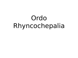 305189851-Ordo-Rhyncochepalia