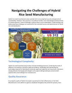 Navigating the Challenges of Hybrid Rice Seed Manufacturing