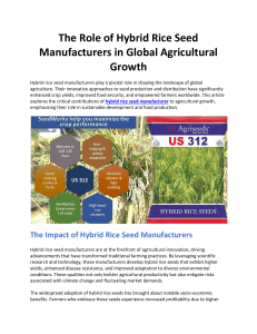 The Role of Hybrid Rice Seed Manufacturers in Global Agricultural Growth