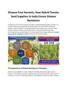 Disease-Free Harvests: How Hybrid Tomato Seed Suppliers in India Ensure Disease Resistance