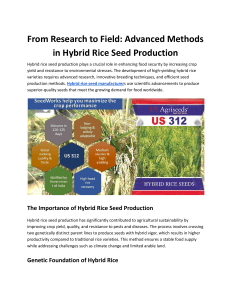 Hybrid Rice Seed Production: Advanced Methods & Techniques