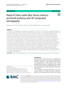 Zebu Cattle Head Anatomy: 3D CT and Sectional Analysis